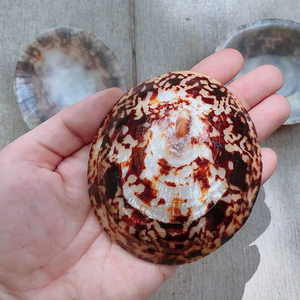 Unique Textured Seashell Vietnam Ocean Craft for DIY Home Decoration and Creative Nautical <b>Ornament</b> Project - Product Image 1