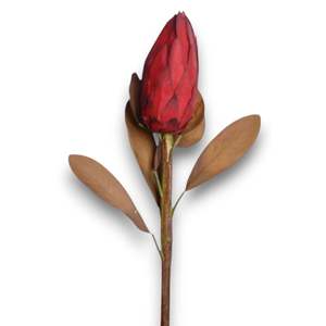 Royal Lotus Protea 86cm ดอกไม้สดตัด - Product Image 1