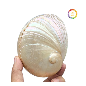 Concha de Abulón Azul Pulida de Color Natural para Incrustaciones de Joyería Artesanal y Aplicaciones Decorativas - Product Image 1