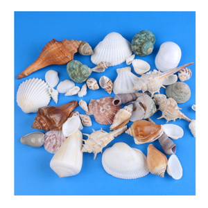 Auténtica colección de conchas marinas decorativas para crear espacios elegantes con temática costera e instalaciones artísticas - Product Image 6