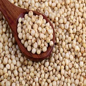 Satılık yüksek kalite profesyonel sarı/beyaz/kırmızı sorgum - Product Image 5