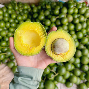 AGUACATE DE SUMINISTRO A GRANEL: MITAD IQF DE VIETNAM CONGELADO PREMIUM, EN CUADROS Y EN CHUNKS, MEJOR PRECIO DE EXPORTACIÓN. - Product Image 2