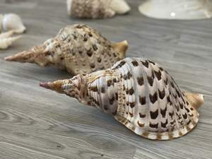 Conchas marinas mixtas naturales, decoración de playa de Vietnam al por mayor, conchas marinas artesanales de diseño tradicional, conchas marinas, joyería chapada - Product Image 4