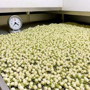 ดอกมะลิแห้งเกรดพรีเมียม บลูโลตัส 2025 เหมาะสำหรับทำโป๊ปปูรีและเครื่องดื่มผ่อนคลาย  ลดราคาสุดพิเศษ - Product Image 5