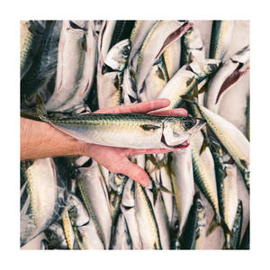 Premium quality <b>frozen</b> Pacific mackerel available for bulk supply with fast delivery - Product Image 4