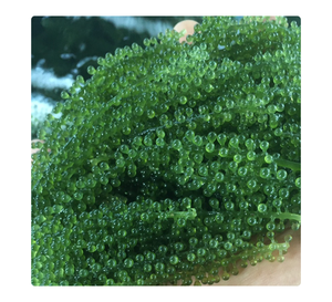 Uvas de Mar Producidas en Vietnam para Mercados Internacionales de Importación - Product Image 1