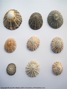 Vietnam Limpet Shell pour les projets d'art créatif Artisanat et exportation en vrac - Product Image 4