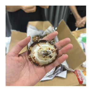 เปลือกหอยลิมเพตขัดเงาของตกแต่งสวยงามหรือทำเครื่องประดับเปลือกหอยขนาดใหญ่งานฝีมือจำนวนมาก - Product Image 1