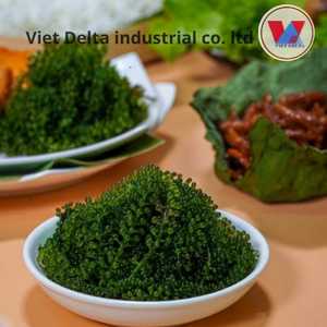 Aperitivo de superalimento cosechado a mano de lechuga de mar coreana orgánica de primera calidad, de origen sostenible, secado por expertos - Product Image 5