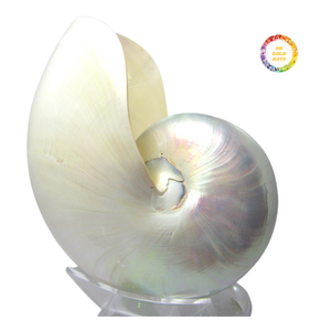 Concha de Nautilus Natural, Pieza Decorativa para el Hogar, Diseño Espiral Único, Apta para Decoración de Interiores y Exhibición - Product Image 3