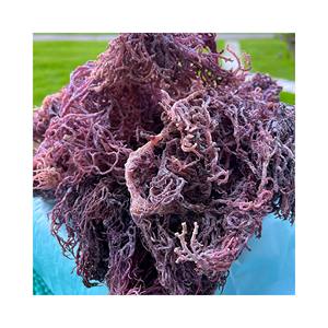 Wildcrafted <b>raw</b> superfood Irish <b>Moss</b>/ <b>Sea</b> <b>Moss</b> Eucheuma Cottonii 2025 - Product Image 4