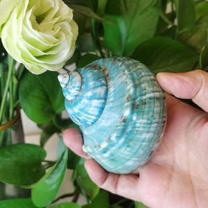 Premium Turbo Seashell elegante decoración de océano hecha a mano para hoteles, restaurantes y exportación al por mayor - Product Image 6