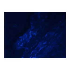 ส่วนลดสำหรับกล้องจุลทรรศน์ฟลูออเรสเซนต์ดิจิตอล AXIO Imager 2 .Z2 พร้อมแหล่งกำเนิดแสง LED กล้องจุลทรรศน์สำหรับห้องปฏิบัติการแบบมอเตอร์พร้อมอุปกรณ์ใหม่ - Product Image 6
