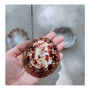 เปลือกหอยเนื้อธรรมชาติสำหรับงานฝีมือบรรจุภัณฑ์จำนวนมากจากเวียดนามราคาดีที่สุด - Product Image 6