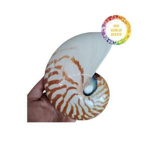 Conchas marinas Nautilus pulidas naturales con diseño de abulón de gran tamaño para decoración creativa del hogar y artesanías hechas a mano - Product Image 1