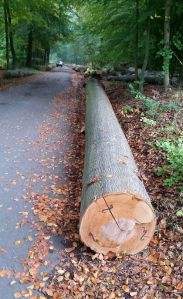 Grumes de hêtre de haute qualité en bois dur de hêtre - Product Image 4