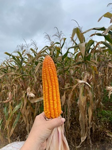ข้าวโพดแห้งตกแต่งเหมาะสำหรับฤดูใบไม้ร่วงวันขอบคุณพระเจ้าหรือการตกแต่งธีมเก็บเกี่ยวนำความอบอุ่นแบบชนบทเข้ามาในบ้านของคุณ - Product Image 6