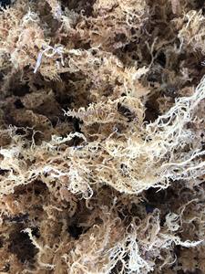 Alga marina de algodón de Vietnam, seca, limpia, de textura fuerte, adecuada para la producción y comercialización de carragenina de alta calidad - Product Image 2