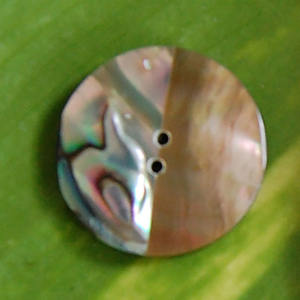 กระดุมเปลือกหอยปาโออาและม่าเบะ  กระดุมเครื่องประดับเปลือกหอยขัดเงา  รวมศิลปะกระดุมเปลือกหอยปาโออาและม่าเบะ - Product Image 4