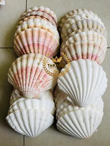 Conchas Marinas Blancas Naturales al por Mayor, Hermosas Conchas para Decoración de Vietnam - Product Image 6