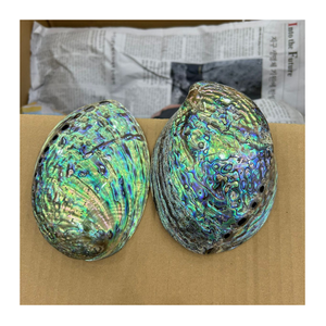 Natural <b>Abalone</b> <b>Shell</b> from Vietnam, Glossy and Bright, Perfect for Decoration, Export, and Handmade Products - Product Image 1