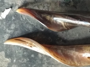 Grossiste Vraies cornes de chèvre de haute qualité Taille compacte Forme classique Achat direct d'articles d'artisanat et en vente - Product Image 4