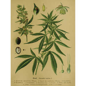 Póster Artístico Educativo Vintage de Cáñamo (Cannabis Sativa L.) - Serie de Impresiones Artísticas - Product Image 4