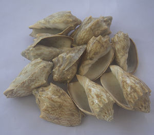 Bijoux en coquillages de SEASHELL, coquille naturelle polie Cymbiola Aulica, petite taille, avec motif de coquillage, style animal, œuvre d'art - Product Image 5