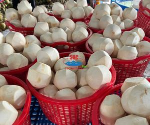 Noix de coco frais du Vietnam avec fonction d'ouverture facile, propre, emballé, prêt à boire, hydratation naturelle pour la vente au détail et en gros - Product Image 1