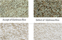 Trieuse de riz compacte WENYAO pour petit atelier, conception peu encombrante
