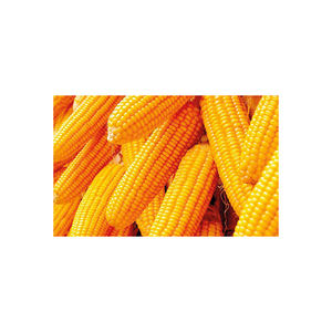 Alto valor nutricional ucraniano y maíz amarillo integral a la venta, embalaje en bolsas de maíz amarillo de calidad - Product Image 4