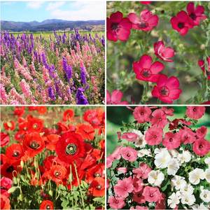 2024 expédition rapide parfumé annuel vivace fleur graines mélange oiseau papillon pollinisateur 22 espèces jardin extérieur couleur variété - Product Image 5