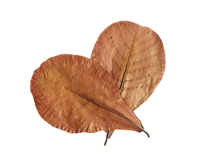 Feuilles d'amandier catappa indiennes pour poisson 21-25cm/8.26-9.8 "paquet de 100 produits en plastique entiers pour animaux de compagnie pour la santé des poissons - Product Image 5