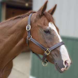 Cabestro de Cuero para Silla de Montar Occidental de Alta Calidad, Personalizable, con Hebilla Ajustable, Diseño de Logotipo Personalizado para Equitación - Product Image 3