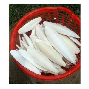 SEPIE SÉCHÉE LAVÉE DE HAUTE QUALITÉ, SEPIE FRAÎCHE - Product Image 4