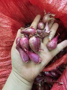 Cebollas moradas rojas en grandes cantidades de buena calidad para exportación desde Blue Lotus Farm Viet Nam - Product Image 3