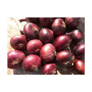 Fabrik preis Neue Ernte Frisches Gemüse Heißer Verkauf Gute Qualität Köstliche Frische Rote Zwiebel aus Ägypten Herkunft Exporteur