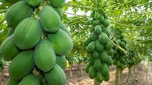 เมล็ดมะละกอสุกแห้งธรรมชาติผลิตจากเวียดนาม/น.ส. ลิมา - Product Image 5