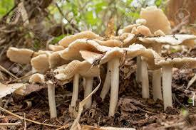 Cleancap ป่า-ฐานเห็ดหมัก - Product Image 3