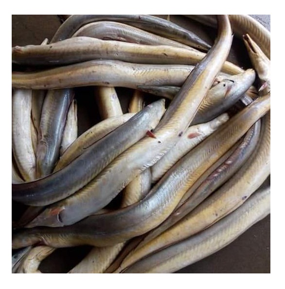Fish Market Where To Buy Live Eels Near Me Frozen Yellow Conger