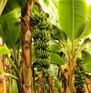 Récolte fraîche Origine éthique Ferme directe en vrac Vert Organique Cavendish Banane Haute Qualité Cultivée dans la Nature 10kg Vente en gros - Product Image 3