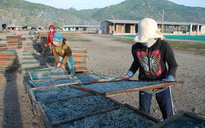 Fruits de mer Nourriture Boisson Nutritive Vietnam Anchois Séchés Machine Prix Usine - Product Image 3