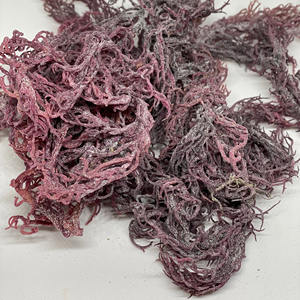 Musgo marino irlandés seco orgánico precio competitivo seamoss púrpura secado al sol natural para suministro a granel - Product Image 2