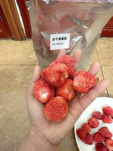 Savoureux snack de fraises lyophilisées, fraises séchées vietnamiennes originales avec saveur naturelle et grande qualité pour tous les âges - Product Image 5