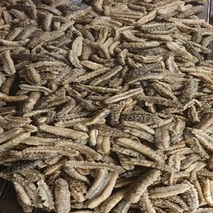 Pepino de Mar Seco de Primera Calidad al por Mayor, Envasado al Vacío, Origen Reino Unido, Entrega Rápida, 24 Meses de Duración, Nutritivo - Product Image 1