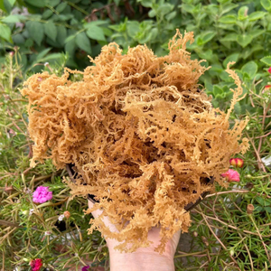 สาหร่ายและสาหร่ายทะเลแห้งจากเวียดนาม - Product Image 1