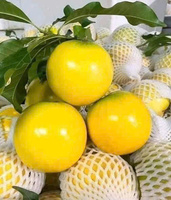 Pomme étoilée vietnamienne fraîche, fruit tropical sucré, qualité supérieure pour l'importation et la distribution