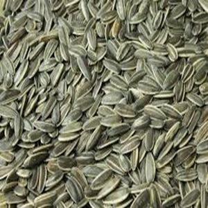 <b>Sunflower</b> Seeds Food Grade Available for Export Worldwide at Wholesale Price - Product Image 4