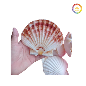 Conchas vieiras pintadas de alta calidad Forma natural Estilo animal Ecológico para manualidades y decoración - Product Image 6