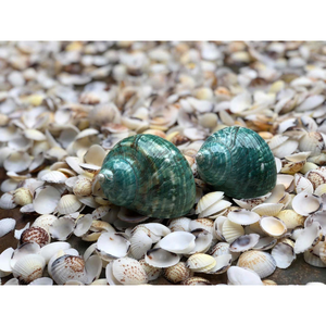 Conchas Naturales Turbo (Tamaño Mediano/Grande) - Concha de Jade con Bandas Blancas y Verde Menta para Cangrejos Ermitaños y Acuarios - Product Image 1